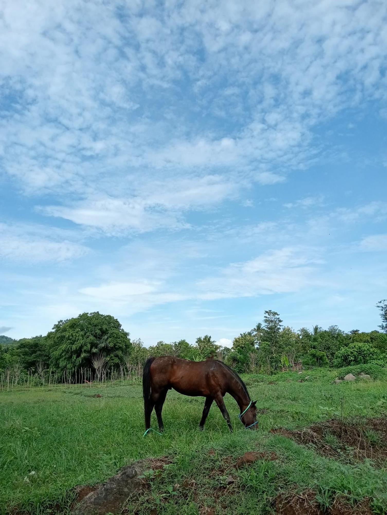 Tiu Batu Homestay Alas エクステリア 写真